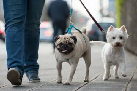 Yürüyüşe çıkarılmış iki köpek