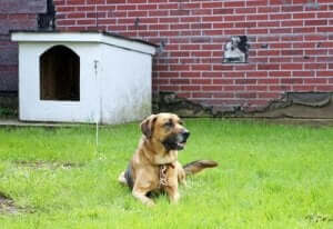 kulübesine bağlı bir köpek