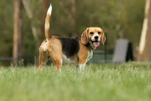 beagle cinsi köpek