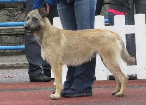 bouvier des ardennes cinsi köpek