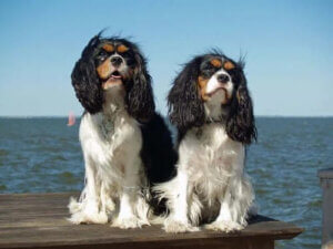 Cavalier King Charles Spaniel Hakkında Her Şey