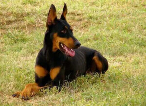 Çalışan Köpek Irkları - Sadık ve Çalışkan