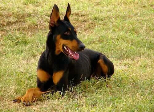 Çalışan Köpek Irkları - Sadık ve Çalışkan