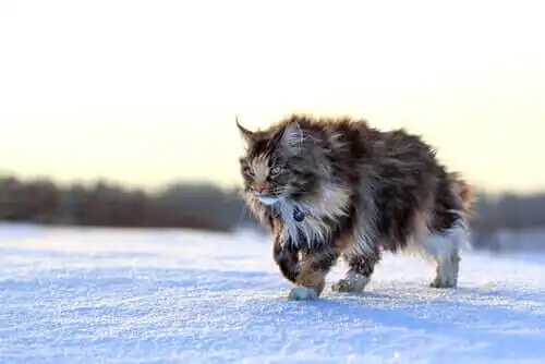 maine coon kedisi karda yürüyor