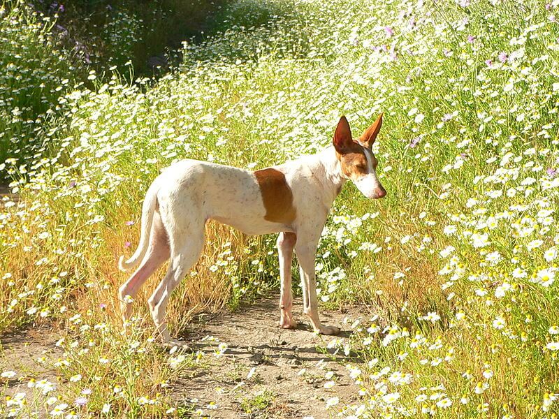 podenco canario