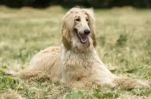 sighthound afgan tazısı