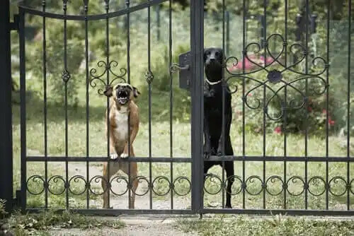 çit arkasında agresif köpekler