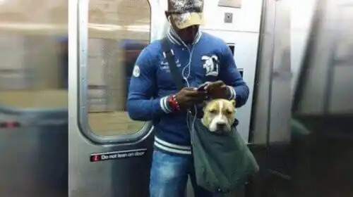 metroda alışveriş arabasında bir köpek