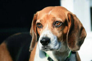 Avrupa Köpek Irkları - En Klasik Olanlar