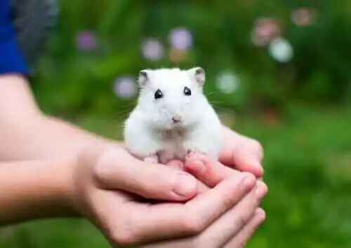 avuçta tutulan hamster