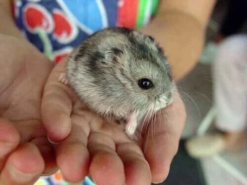 Hamster Isırığı İçin Endişelenmeli misiniz?