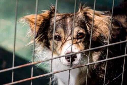 Hayvan Barınakları için Fon Toplayan Köpekle Tanışın