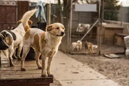 barınakta köpekler