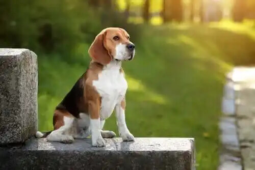 beagle cinsi köpek