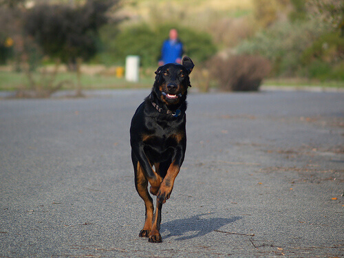 koşan Black and Tan Coonhound köpek