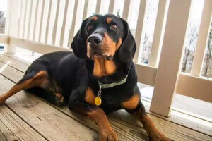 Black and Tan Coonhound: Mükemmel Bir Avcı