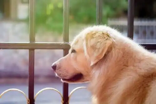 boşluğa bakan köpek