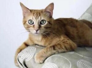 Brazilian Shorthair - Fakirlikten Zenginliğe