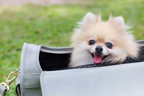 Köpeğinizi Çantada Taşımak İyi Bir Fikir mi?