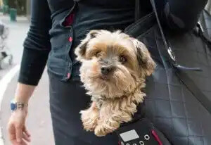 çantada taşınan köpek