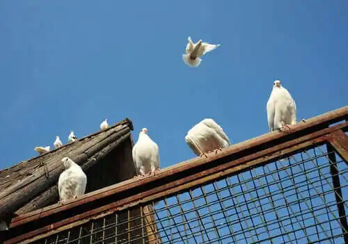 çatıda duran güvercinler