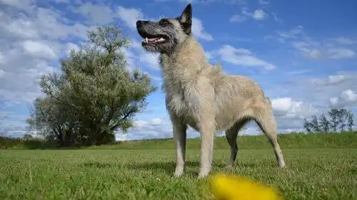 bouvier des ardennes köpek çimlerde