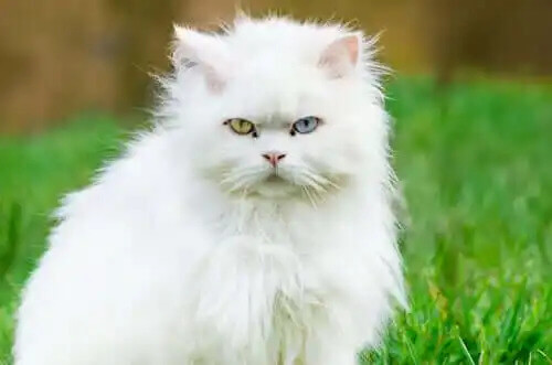 çimlik alanda oturan beyaz tüylü kedi