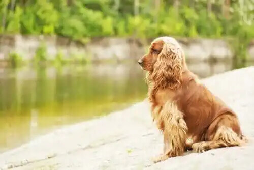 cocker spaniel ingiliz köpek