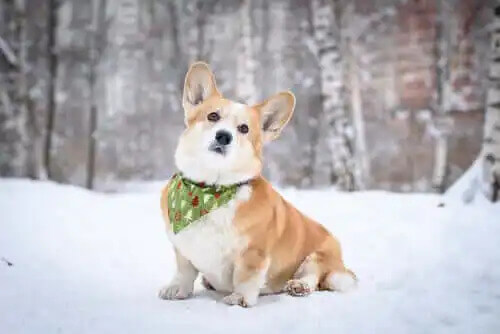 karda duran corgi