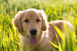 Bir Köpek Sahiplenmek Arkadaş Edinmenize Yardımcı Olabilir!