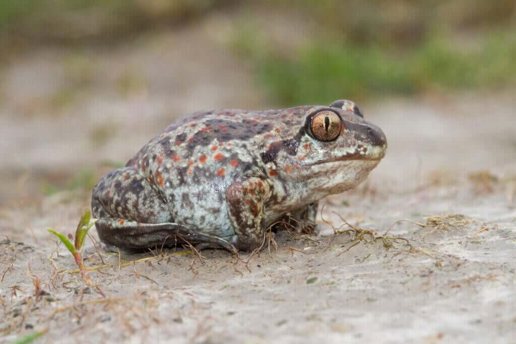 meditasyon pozunda bir toprak kurbağası
