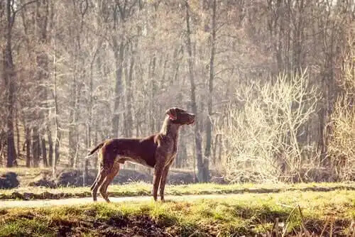 english pointer cinsi köpek