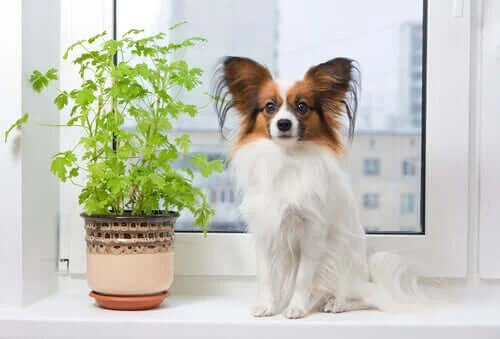 7 Popüler Fransız Köpek Irkını Keşfedin