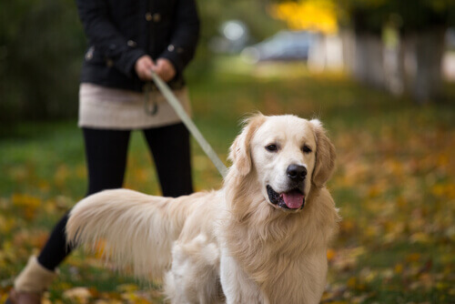 sahibiyle golden retriever