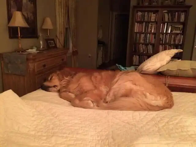 yatakta uyuyan golden retriever köpek