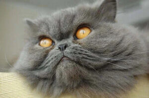 En Popüler Kedi Irkları