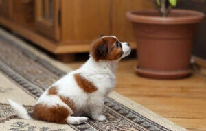 Apartman Dairesinde Evcil Hayvanlarla Yaşamak