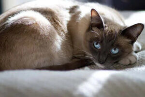 Hamile Evcil Hayvanlara Nasıl Bakılır?