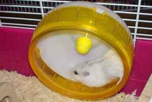 Hamster Tekerlekleri - Hamsterler Neden Onlara Deliriyor?