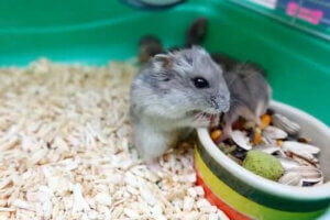 Hamsterların Davranışları Hakkında Bilmeniz Gereken Her Şey