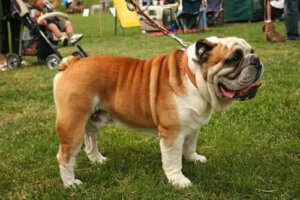 9 İngiliz Köpek Irkını Tanıyın