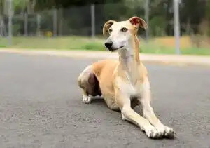 ispanyol galgo köpek ırkı