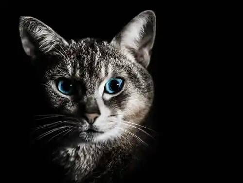 karanlıkta mavi gözlü kedi