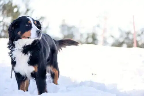 karda duran köpek