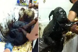 katrana kaplanmış köpek