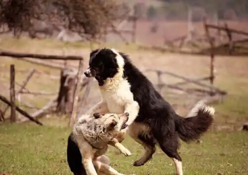 kavga eden köpekler