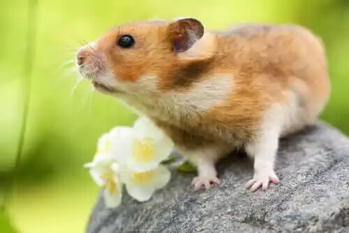 bir kaya üzerinde duran hamster