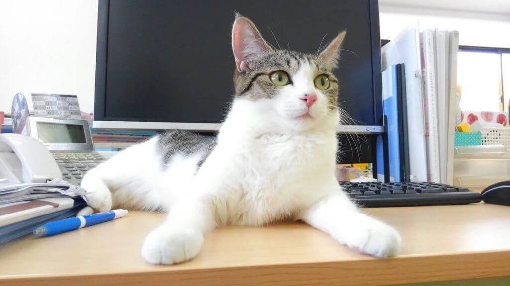 Stresten Kurtulmak İçin Kedi Sahiplenen Şirket