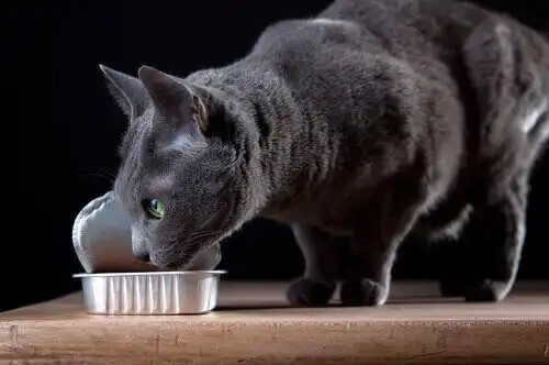 kedi yarısı açılmış kaptan mama yiyor