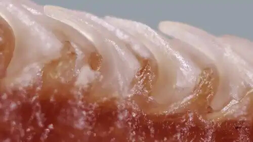 yakın çekim kedi dili